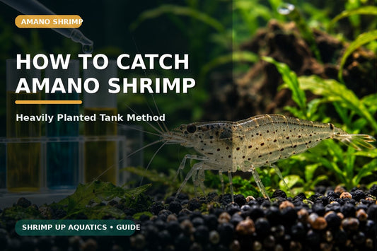 How to catch an Amano shrimp safely in a heavily planted aquarium