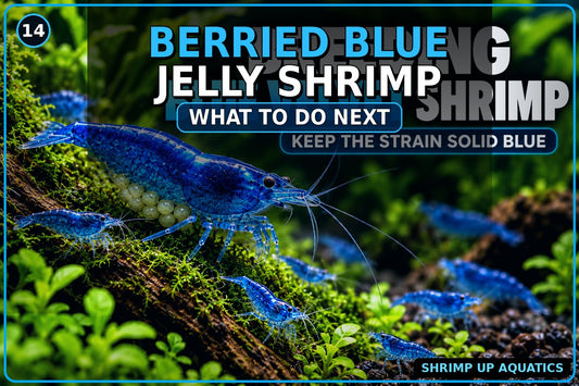 Berried Blue Jelly Shrimp egg care and what to do next