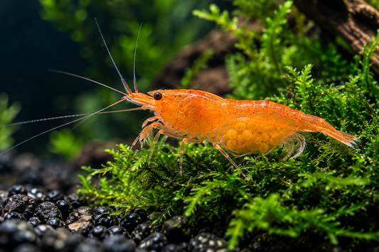 Close-up berried orange Neocaridina female carrying yellow eggs under her abdomen