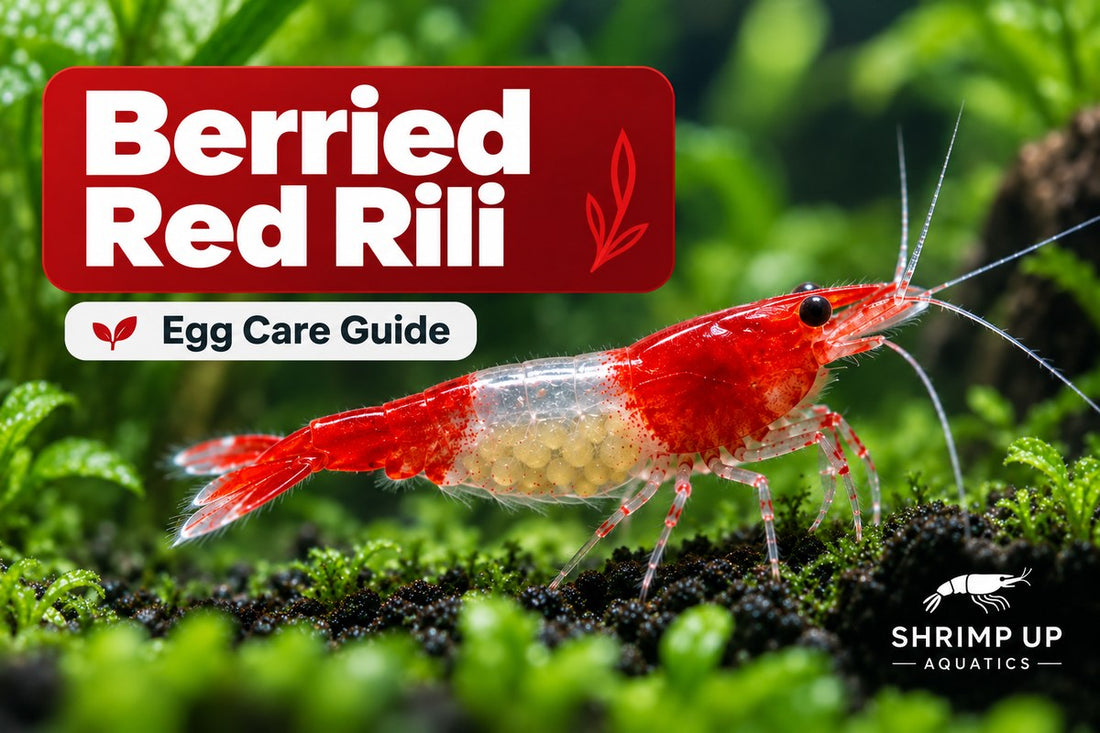 Berried Red Rili Shrimp egg care guide
