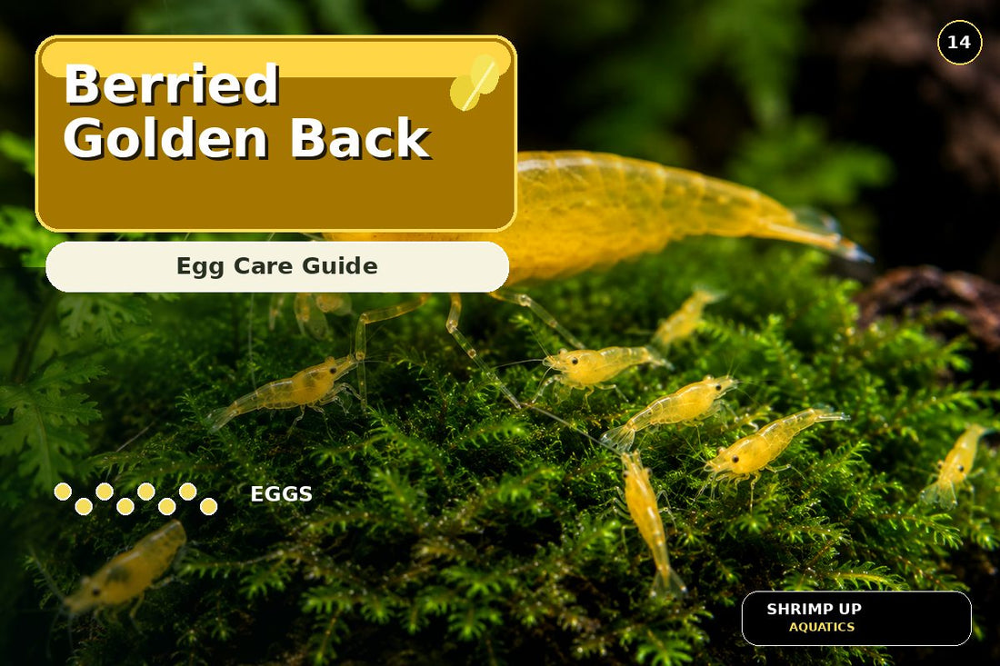 Berried Yellow Golden Back Shrimp egg care guide thumbnail