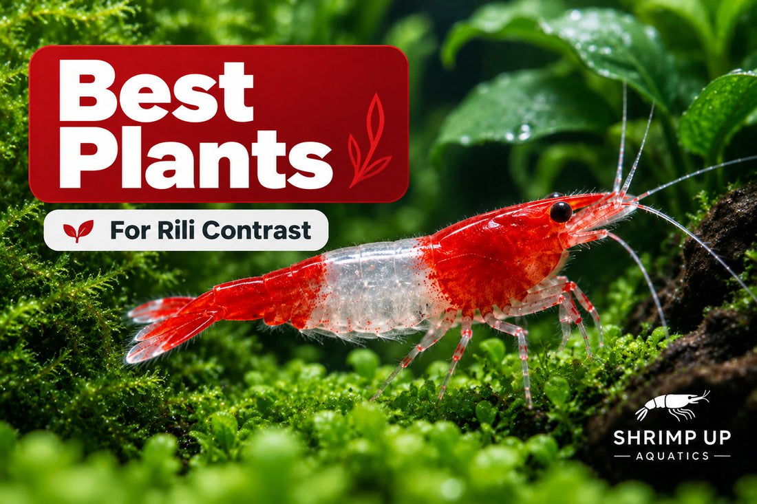 Best aquarium plants for Red Rili Shrimp pattern contrast