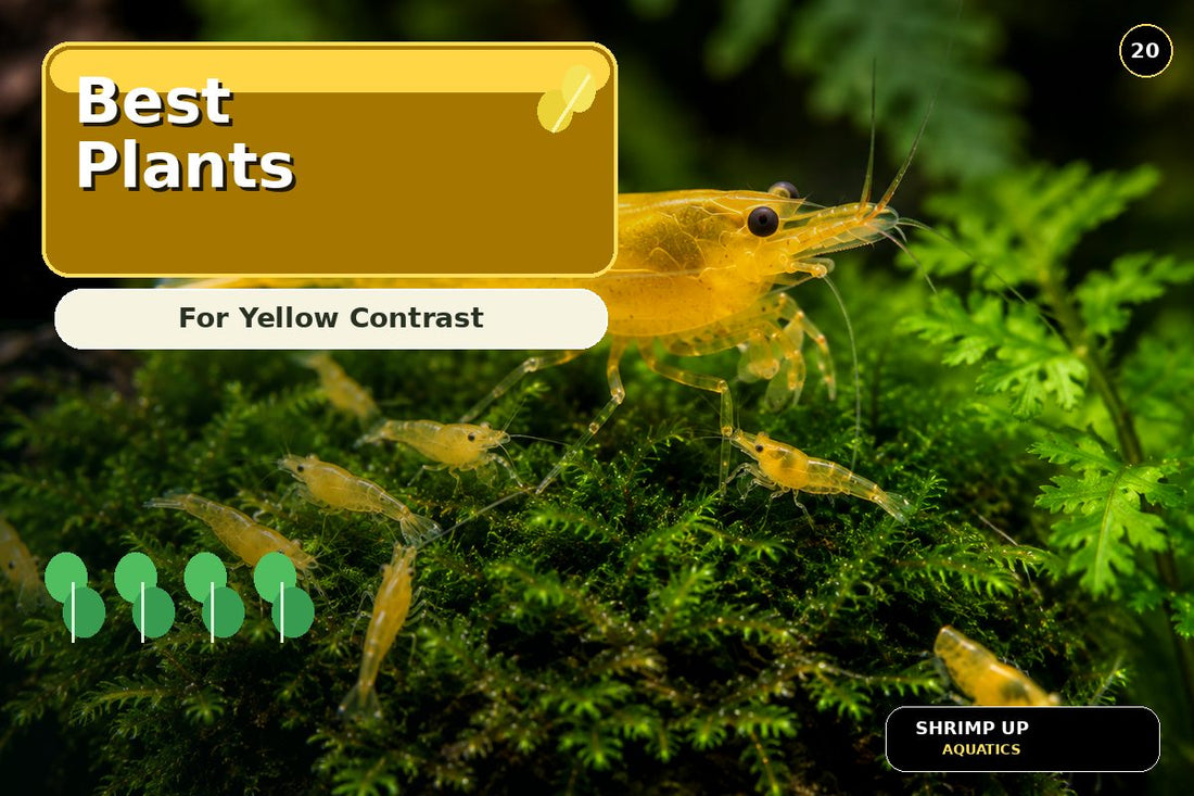 Best live aquarium plants for Yellow Golden Back Shrimp contrast thumbnail
