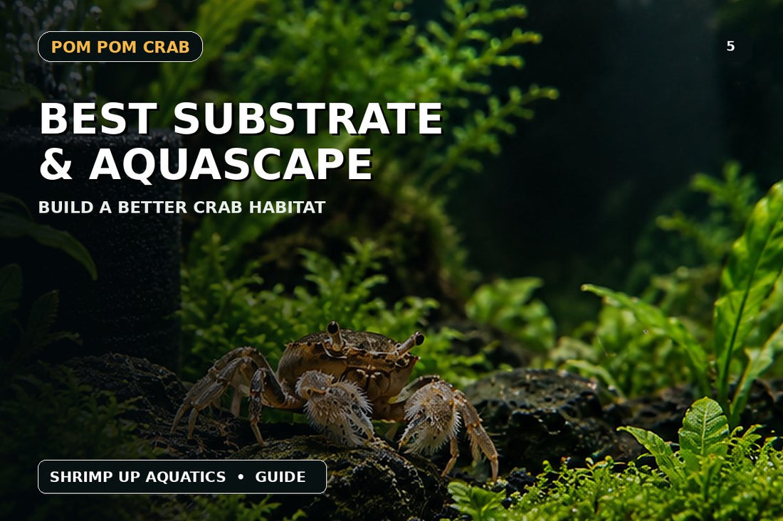 Pom Pom Crab substrate and aquascape guide thumbnail with planted freshwater habitat