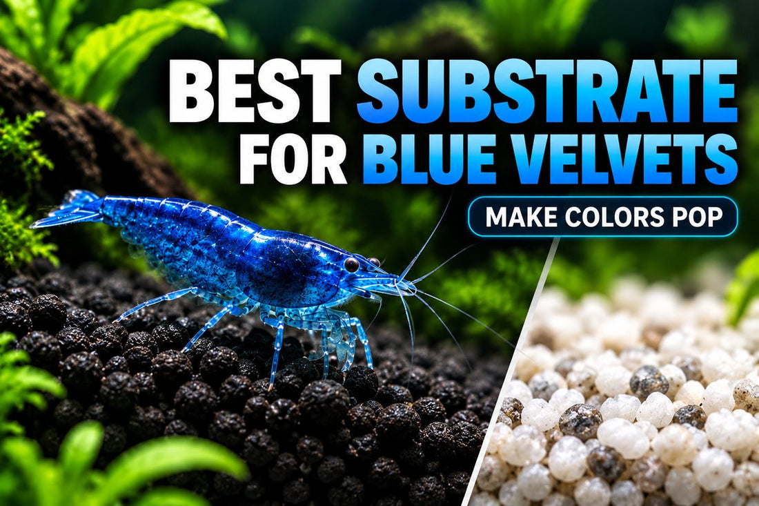 Best substrate options to make Blue Velvet Shrimp colors stand out