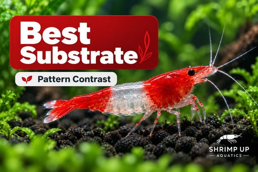 Best substrate for Red Rili Shrimp transparent pattern