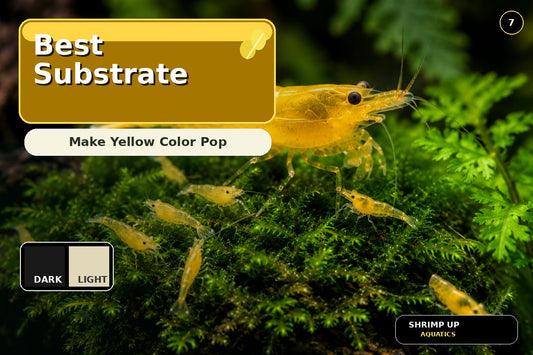 Yellow Golden Back Shrimp substrate contrast guide thumbnail