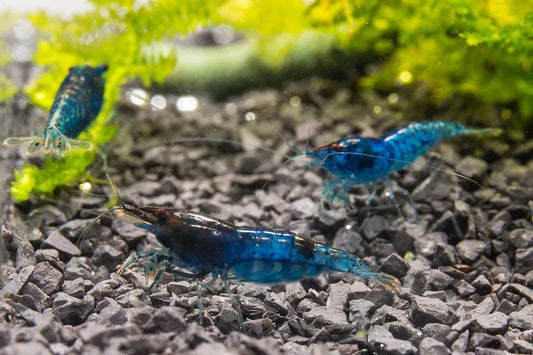 Why Blue Dream Shrimp Are a Must-Have for Any Freshwater Aquarium