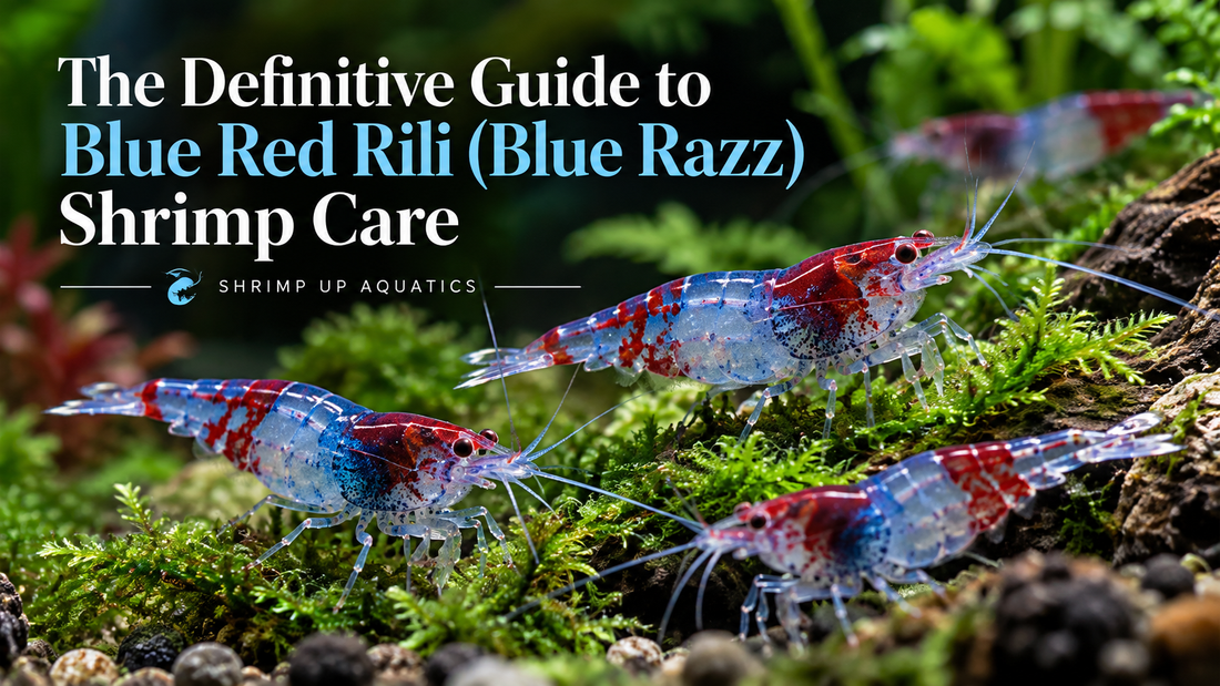 Blue Red Rili (Blue Razz) shrimp in a planted aquarium with the title The Definitive Guide to Blue Red Rili Shrimp Care