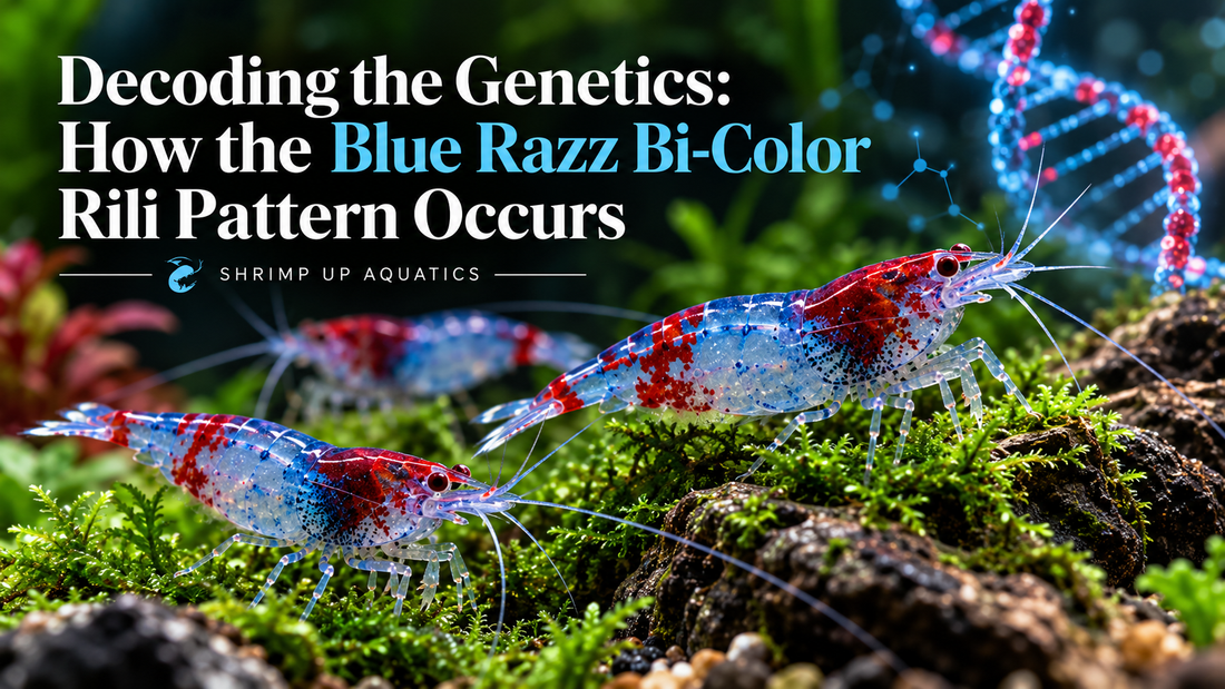 Blue Razz shrimp with red and blue Rili patterns and a DNA graphic, titled Decoding the Genetics of Blue Razz Shrimp