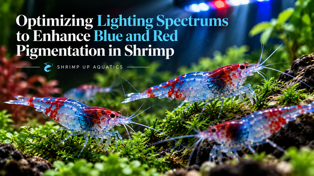 Blue Razz shrimp beneath aquarium lighting with the title Optimizing Lighting Spectrums to Enhance Blue and Red Pigmentation