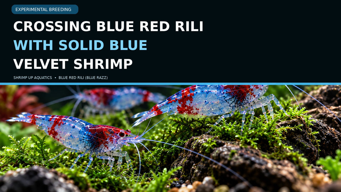 Blue Red Rili shrimp on planted moss under a title about experimental crosses with solid Blue Velvet Neocaridina