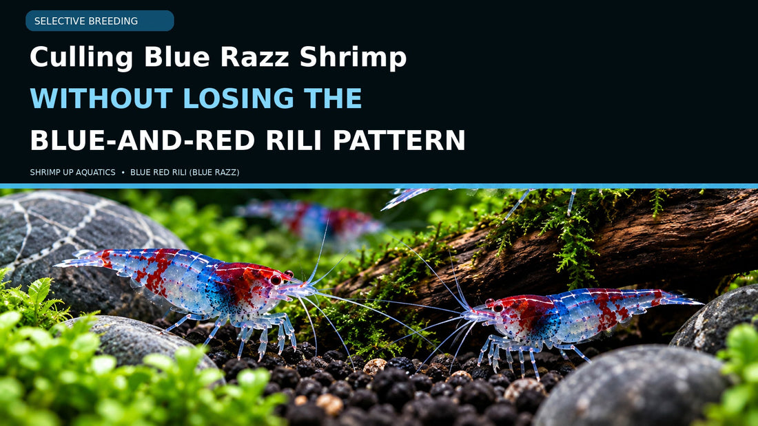 Blue Red Rili shrimp on moss with a large title about selectively culling a Blue Razz colony while retaining blue and red markings