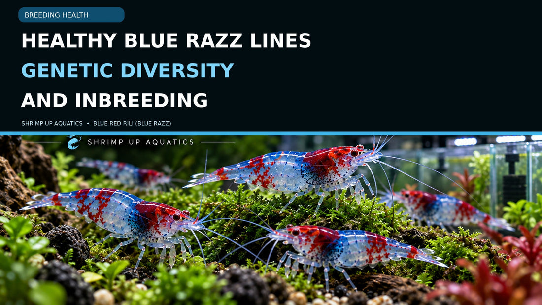 Blue Red Rili shrimp on green moss near aquarium breeder tanks with a title about genetic diversity and inbreeding in Blue Razz lines