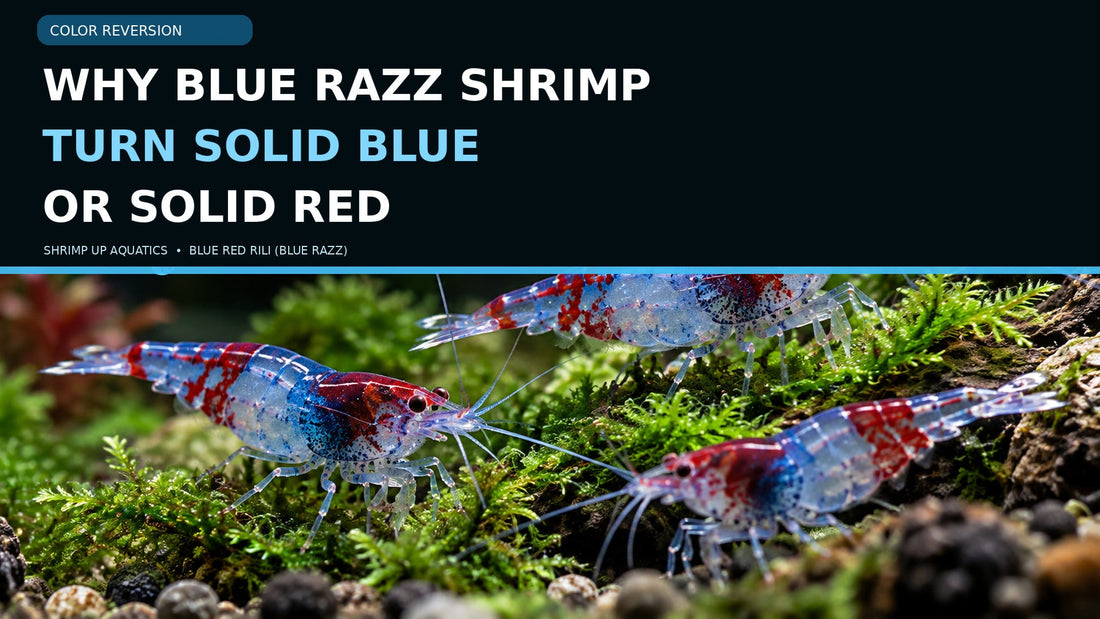 Blue Razz shrimp on aquatic moss with a title explaining why blue-and-red Rili offspring can appear solid blue or solid red