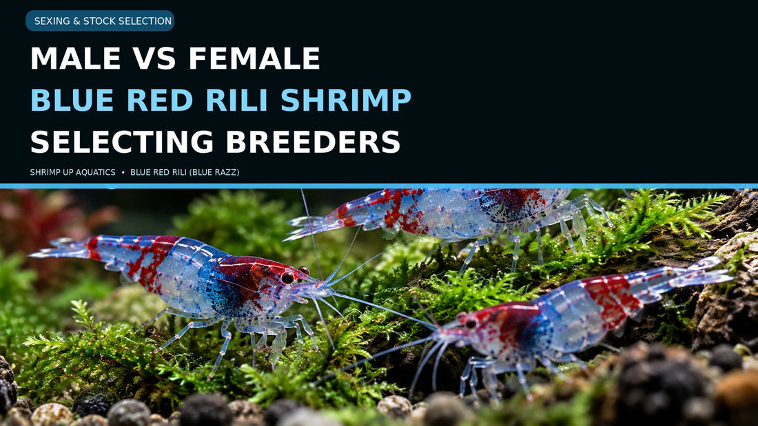 Blue Red Rili shrimp on green aquarium moss with the title Male versus Female Blue Razz Shrimp and Selecting Breeders
