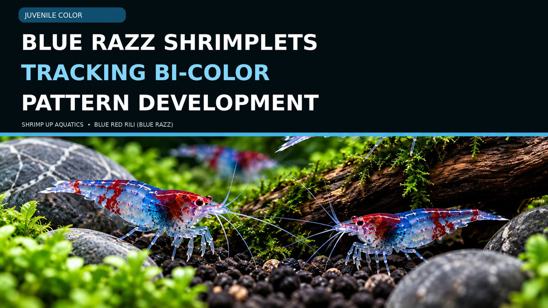 Blue Red Rili adult shrimp on moss with a title about tracking blue-and-red pattern development in young Blue Razz shrimplets