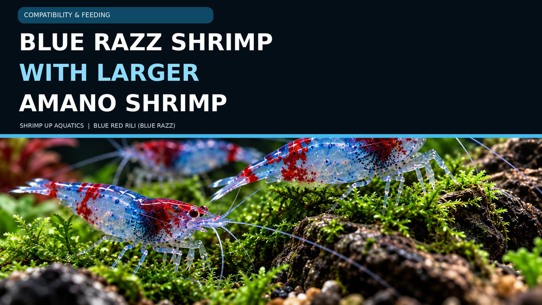 Blue Razz shrimp with red and blue Rili patterns on aquarium plants, titled Blue Razz Shrimp with Larger Amano Shrimp