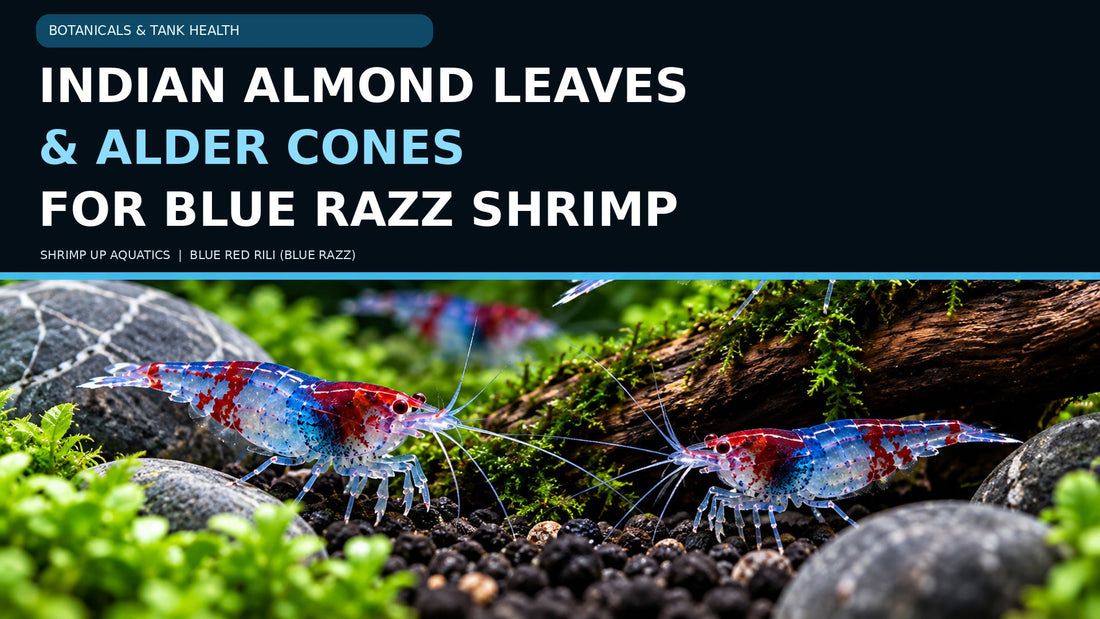 Blue Red Rili shrimp grazing on moss with the title Indian Almond Leaves and Alder Cones for Blue Razz Shrimp