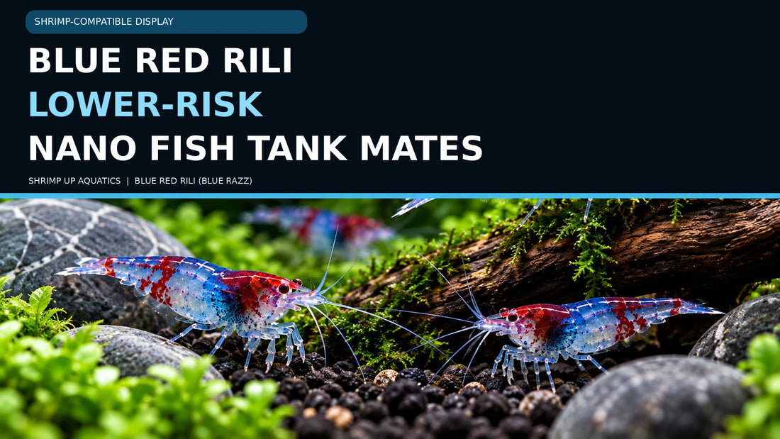 Blue Red Rili shrimp in a planted aquarium, titled Lower-Risk Nano Fish Tank Mates for Blue Red Rili