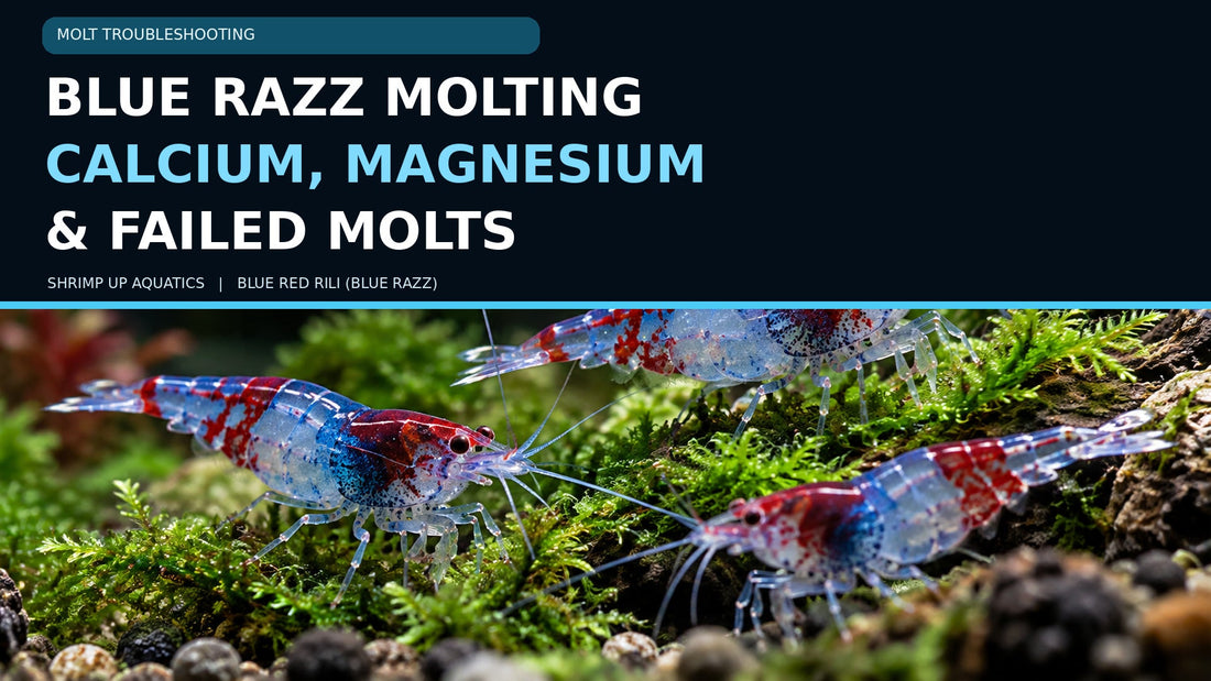 Blue Red Rili (Blue Razz) shrimp with title Blue Razz Molting: Calcium, Magnesium and Failed Molts