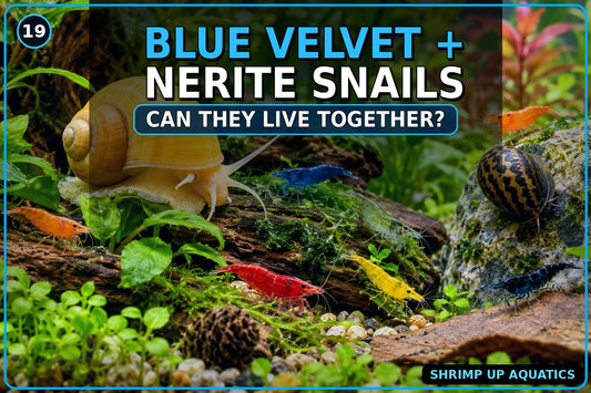 Blue Velvet Shrimp and Nerite snail compatibility