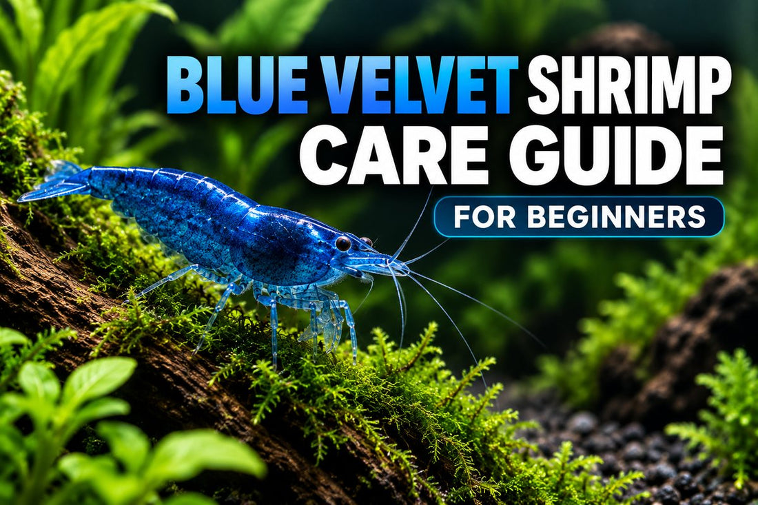 Blue Velvet Shrimp care guide for beginners