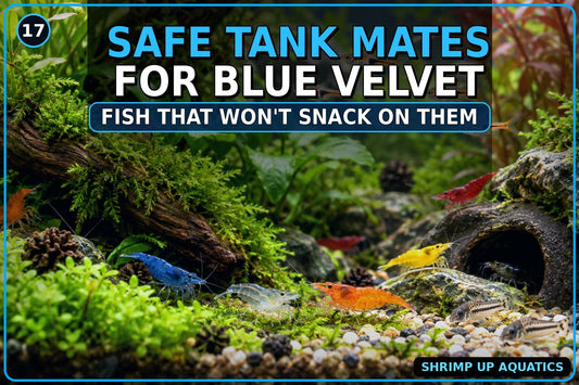 Safe fish tank mates for Blue Velvet Shrimp