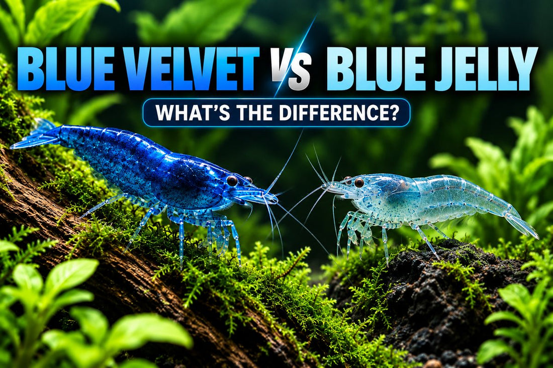 Blue Velvet vs Blue Jelly Shrimp comparison