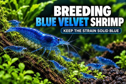 How to breed Blue Velvet Shrimp to keep the strain solid blue