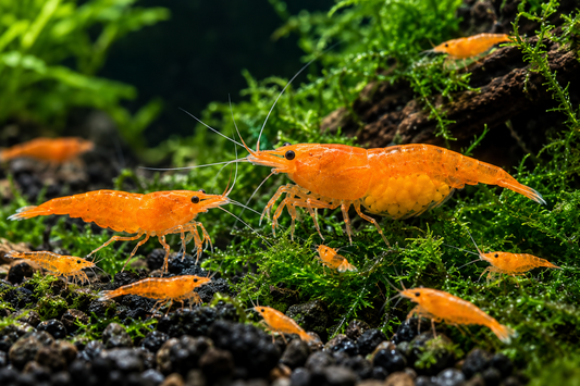 Orange Neocaridina breeding colony with egg-carrying female and young shrimp grazing on lush moss