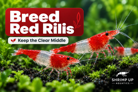 How to breed Red Rili Shrimp for a clear midsection