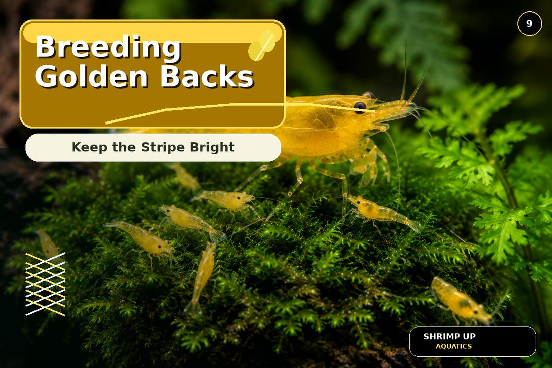 Breeding Yellow Golden Back Shrimp for bright stable dorsal stripes thumbnail