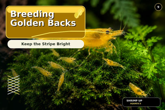 Breeding Yellow Golden Back Shrimp for bright stable dorsal stripes thumbnail