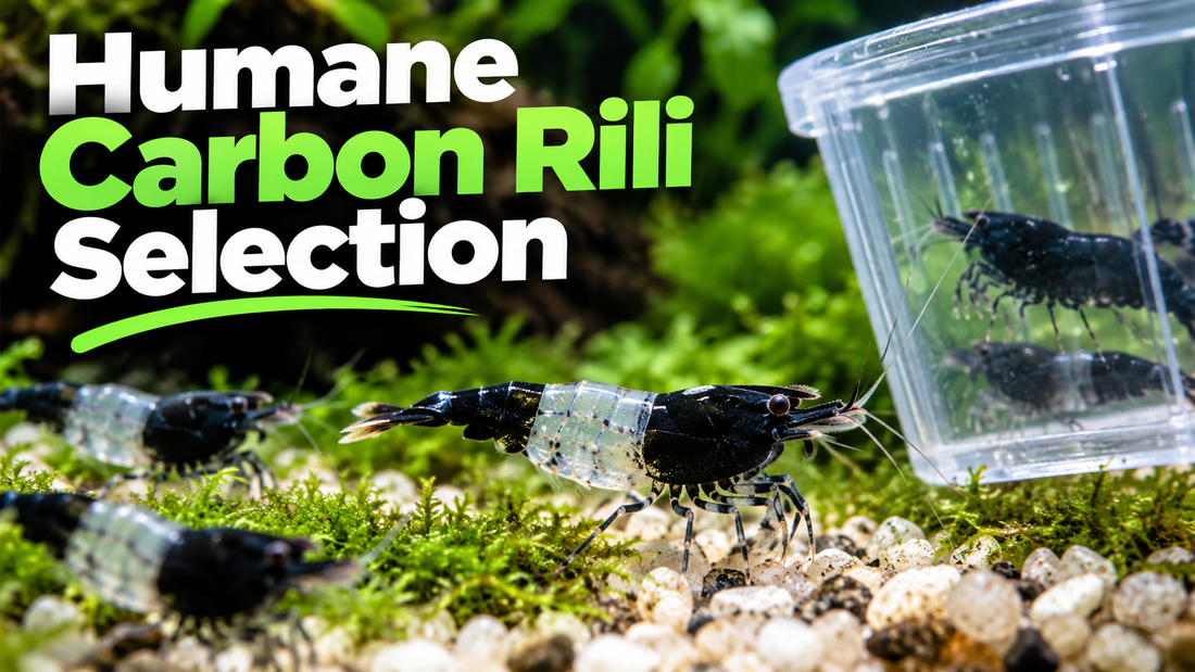 Carbon Rili with dark head and tail and clear central band on moss, beside a separate cup holding solid dark Neocaridina; humane selection guide.