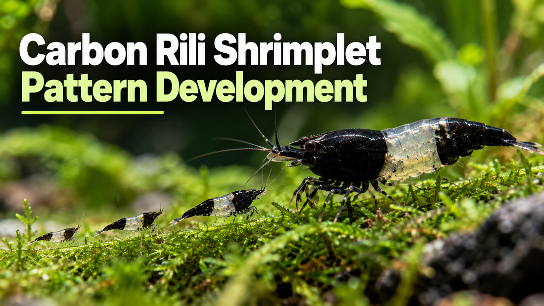 Adult Carbon Rili with black head and tail and clear middle among smaller juvenile shrimplets on moss; pattern development.