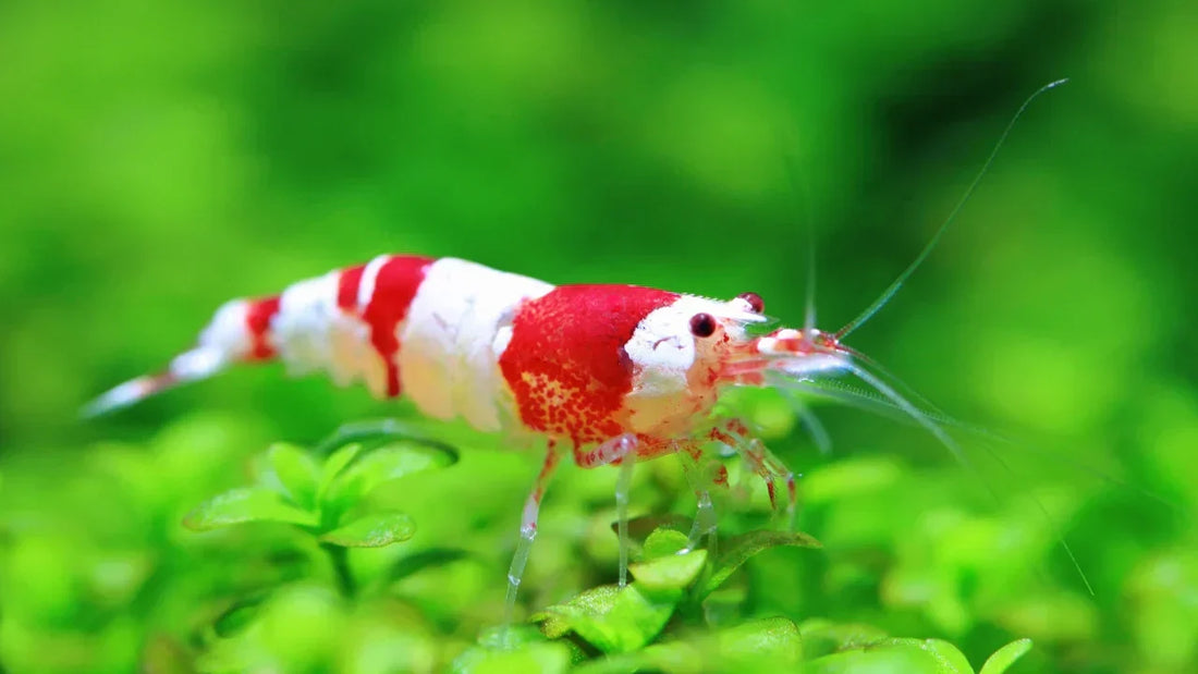 Which Caridina Shrimp Species Are Best for Beginners?