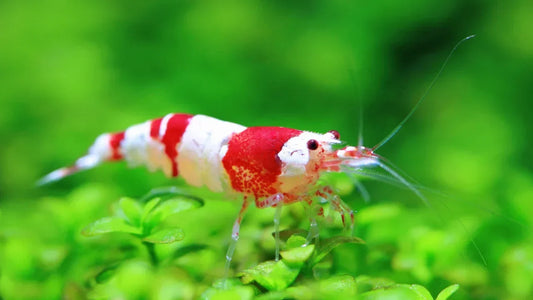 Which Caridina Shrimp Species Are Best for Beginners?