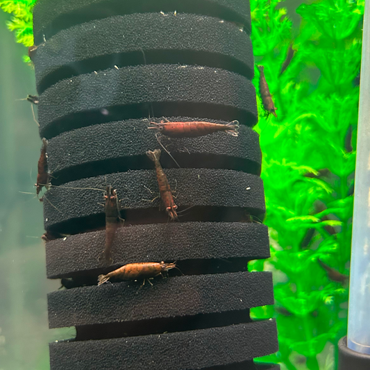 Color-Enhancing Lighting: Choosing the Right Kelvin Spectrum for Chocolate Tanks - Chocolate Neocaridina shrimp guide