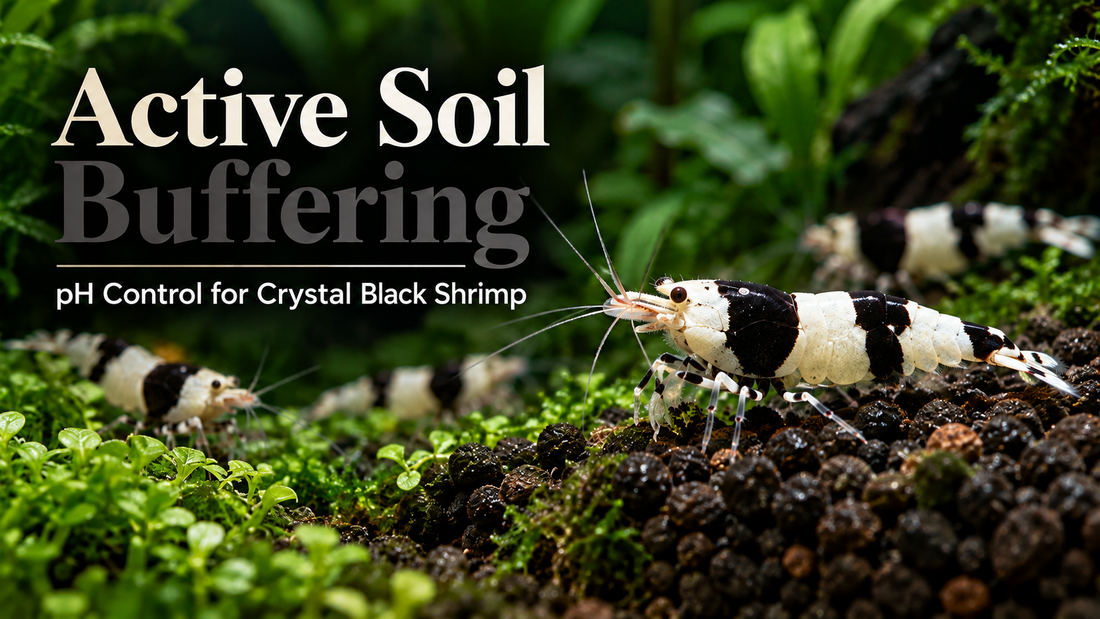 Crystal Black Shrimp active soil buffering thumbnail matching the Crystal Red Cluster 1 template