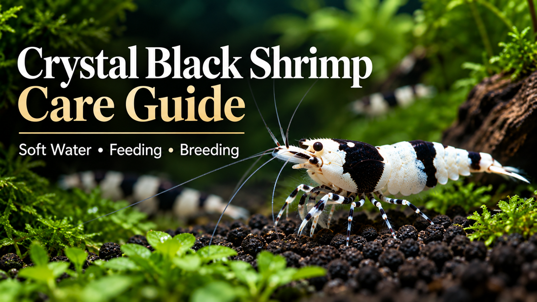 Crystal Black Shrimp care guide thumbnail matching the Crystal Red Cluster 1 template