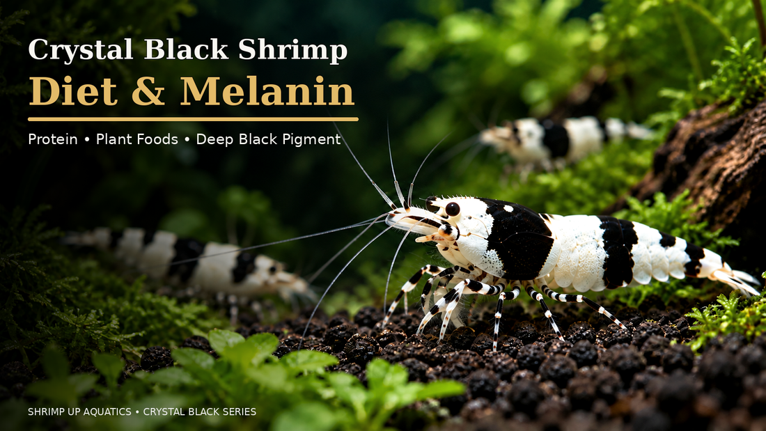 Crystal Black Shrimp diet and melanin thumbnail in the saved Crystal Red editorial template style