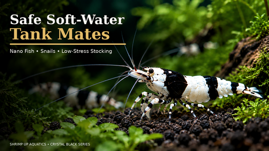Crystal Black Shrimp safe soft-water tank mates thumbnail in the saved Crystal Red editorial template style