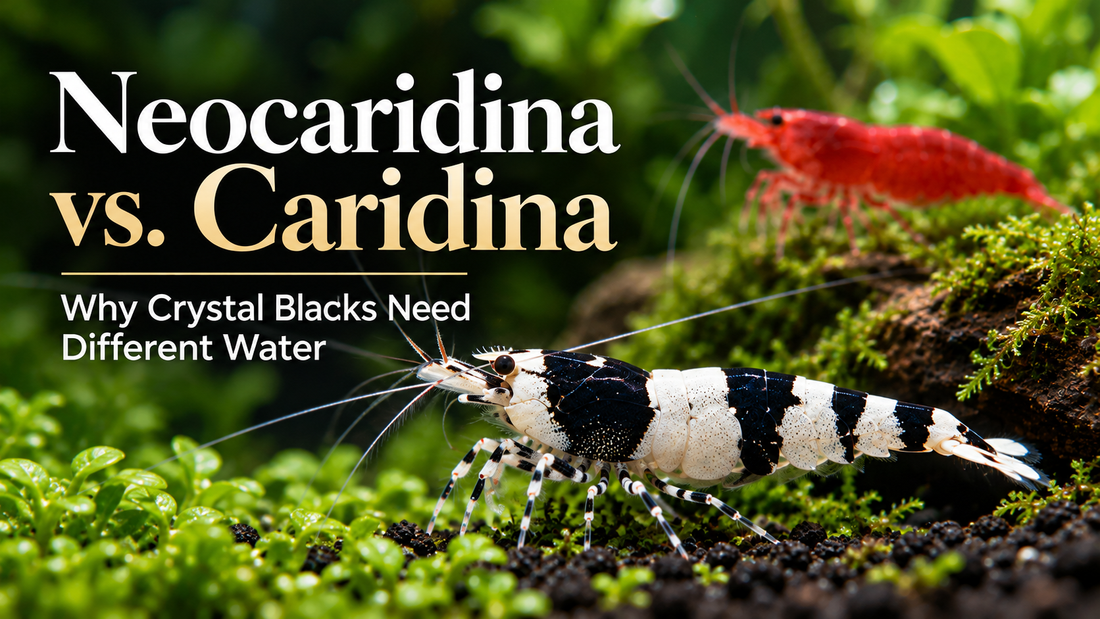 Crystal Black Shrimp Neocaridina versus Caridina water thumbnail matching the Crystal Red Cluster 1 template