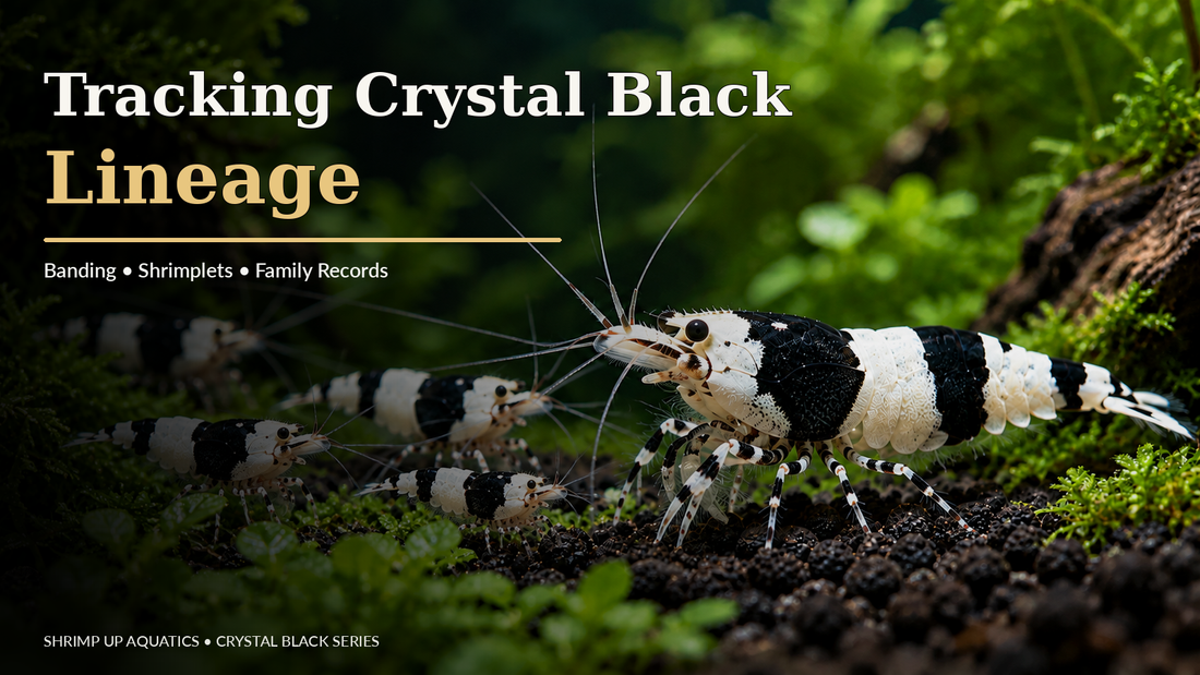 Crystal Black Shrimp lineage thumbnail in the Crystal Red Cluster 1 editorial style