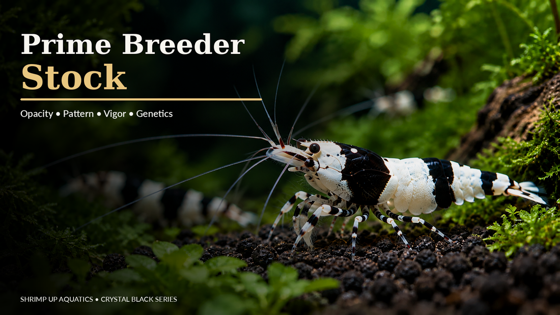 Crystal Black Shrimp prime breeder stock thumbnail in the Crystal Red Cluster 1 editorial style