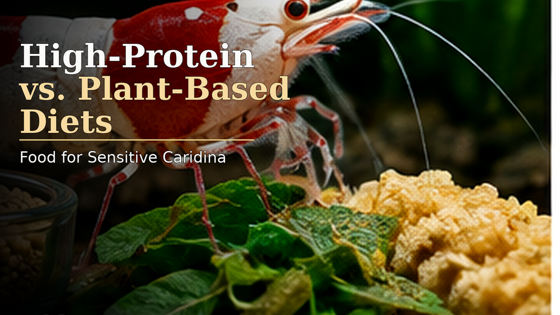 High-grade Crystal Red Shrimp in a planted soft-water aquarium illustrating balanced protein and plant-based feeding