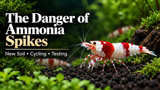Crystal Red Shrimp in a planted active-soil aquarium illustrating ammonia spikes, cycling, and testing in new Caridina setups