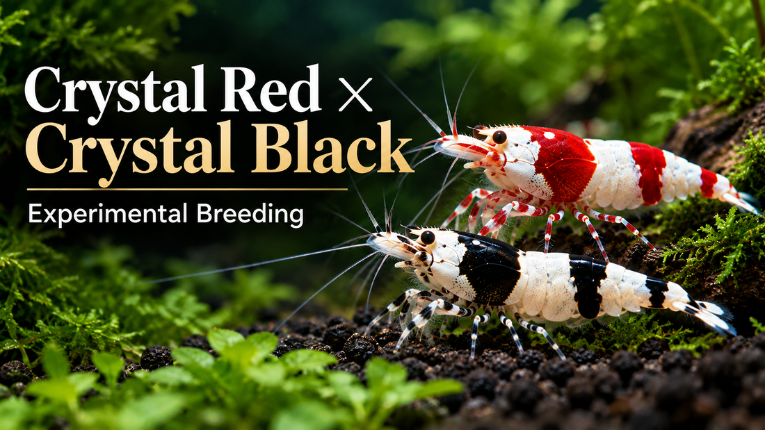 Crystal Red and Crystal Black Shrimp together on dark active soil illustrating an experimental breeding cross
