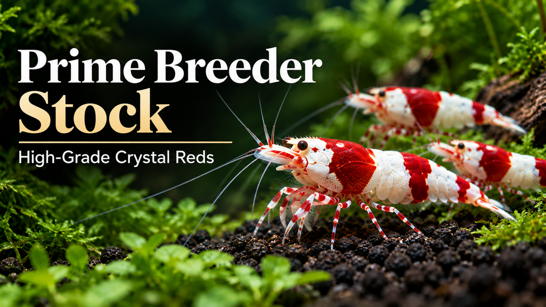 High-grade Crystal Red Shrimp on dark active soil illustrating prime breeder stock selection